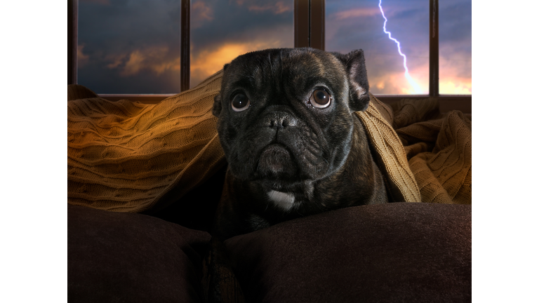 The dog is afraid of thunderstorms. Bulldog hiding under a blanket