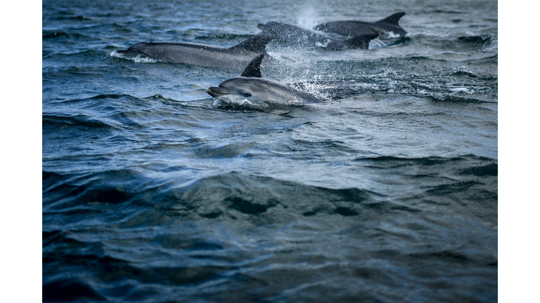 PORTUGAL-HEALTH-VIRUS-TAGUS-DOLPHINS