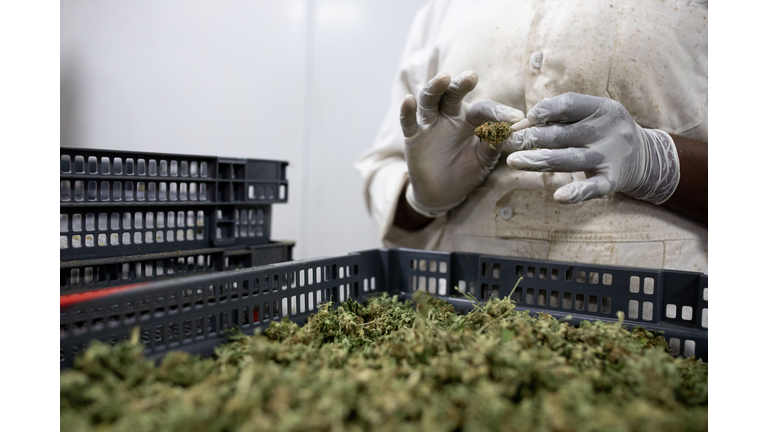 Uganda Sows Seeds Of Medical Marijuana Industry