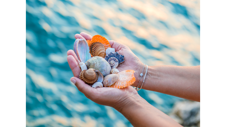 Shells summer concept