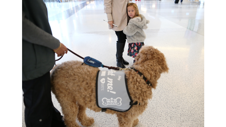 Therapy Dogs Soothe Harried Passengers At San Francisco Int'l Airport