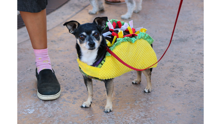 Dog in a Mexican costume