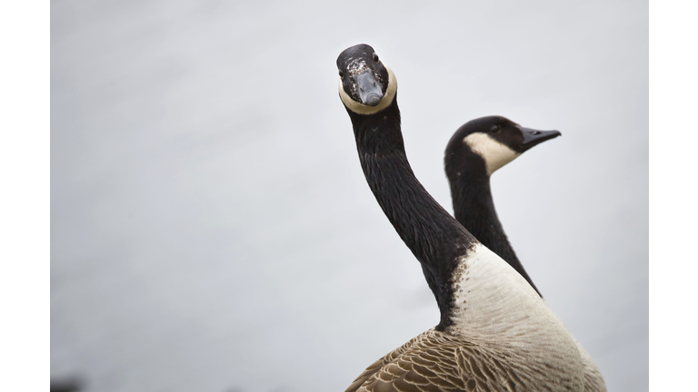 GERMANY-ANIMALS-GEESE