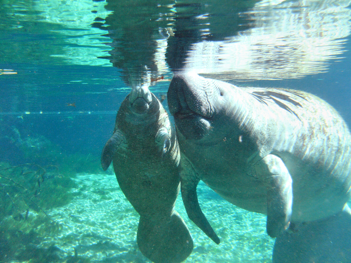 Manatee