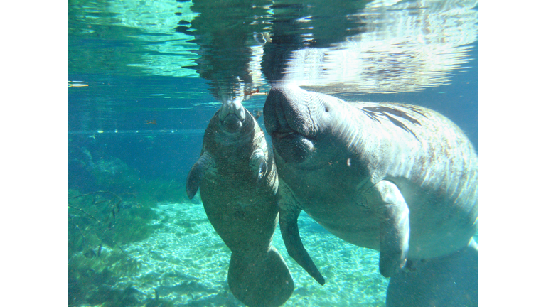 Manatee