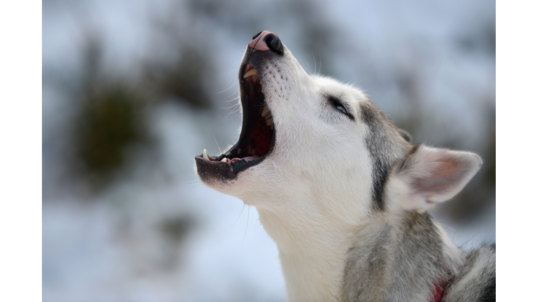 Huskies And Dog Sledders Train Ahead Of The GB Aviemore Sled Dog Rally This Weekend