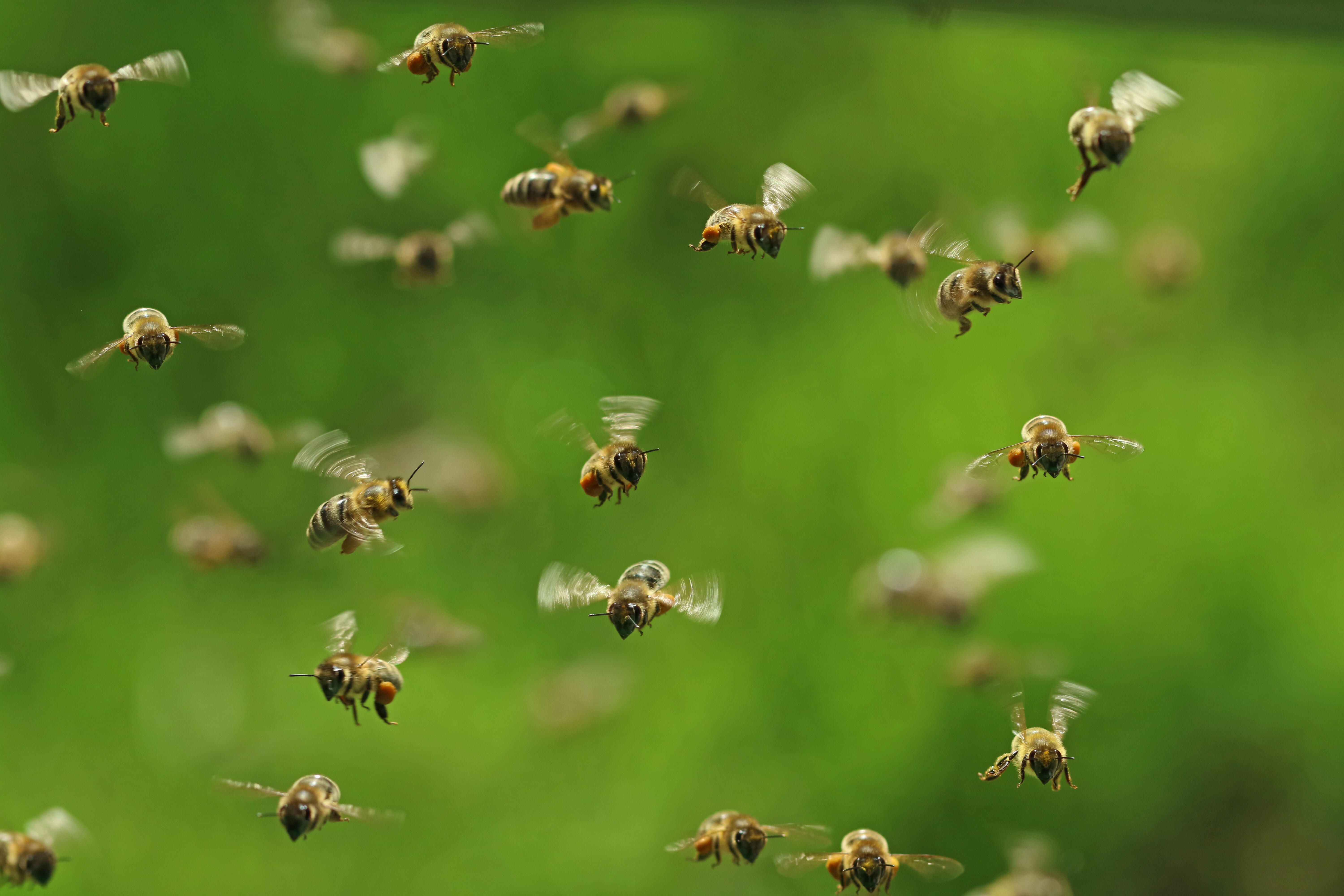 Ohio Man Stung By Bees 20,000 Times In Coma iHeart