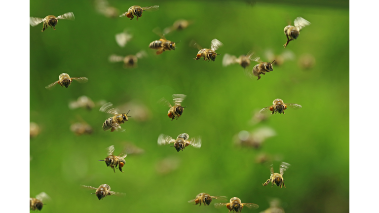 front view of flying honey bees in a swarm on green bukeh