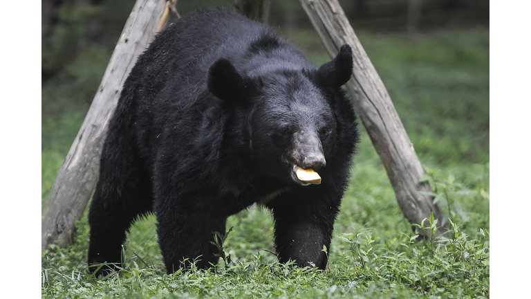 Moon Bear Rescue Centre In Chengdu