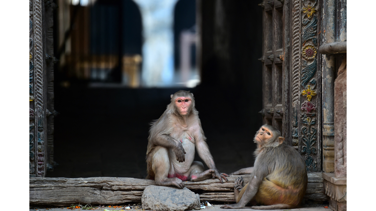 INDIA-WEATHER-HEAT-MONKEY