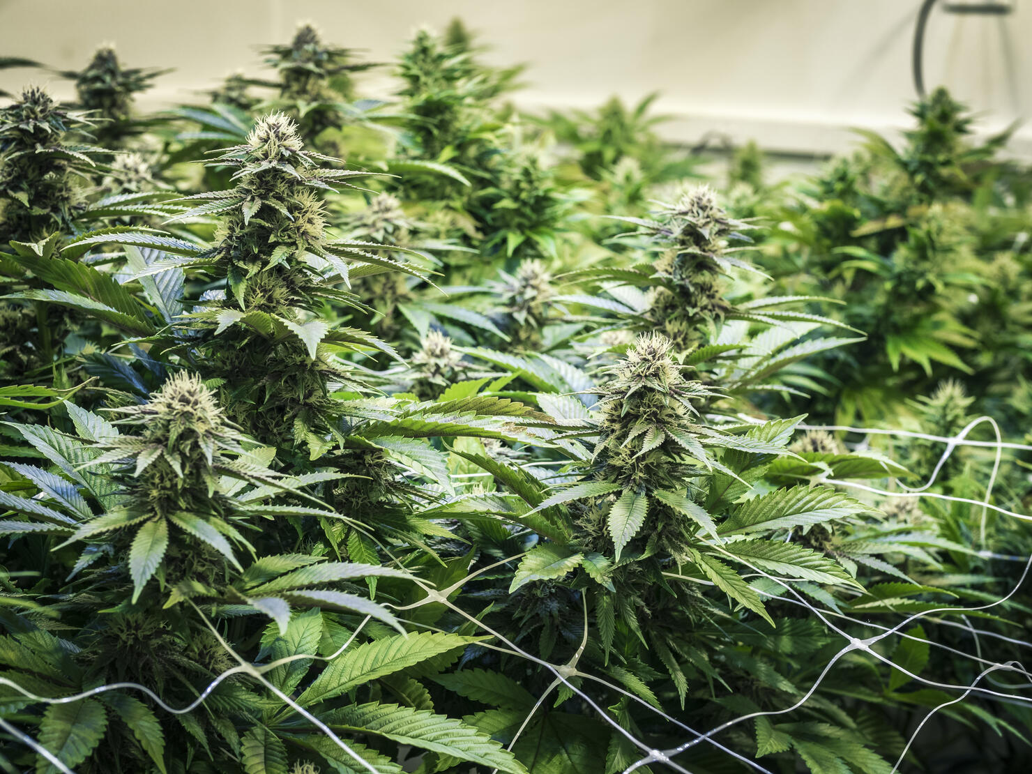Background Canopy of Budding Indoor Marijuana Plants