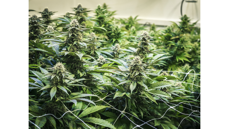 Background Canopy of Budding Indoor Marijuana Plants