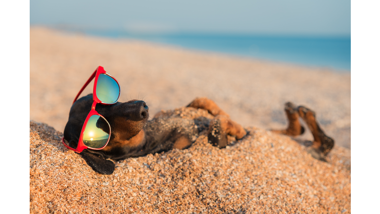 beautiful dog of dachshund, black and tan, buried in the sand at the beach sea on summer vacation holidays, wearing red sunglasses