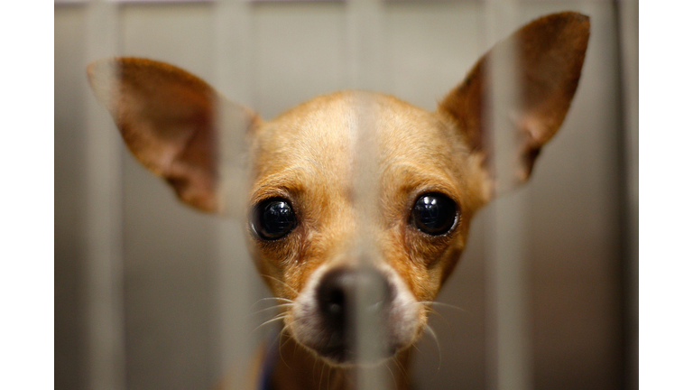 Chihuahuas Overwhelm California Animal Shelters