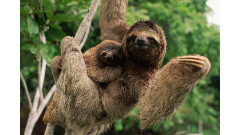 Three-Toed Tree Sloth With Young