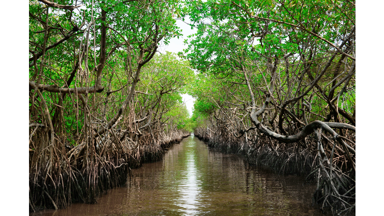 Protected ecological carbon capture mangrove in Everglade City, Florida