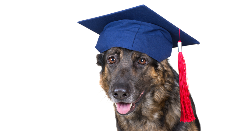 Portrait of a cute German shepherd wearing a graduation cap
