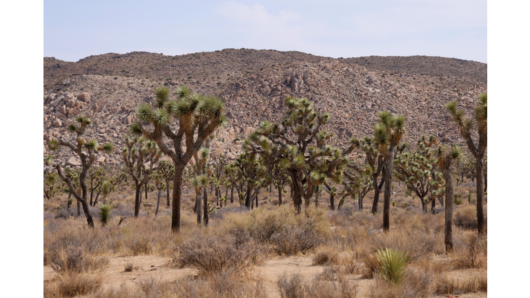 Joshua Tree National Park