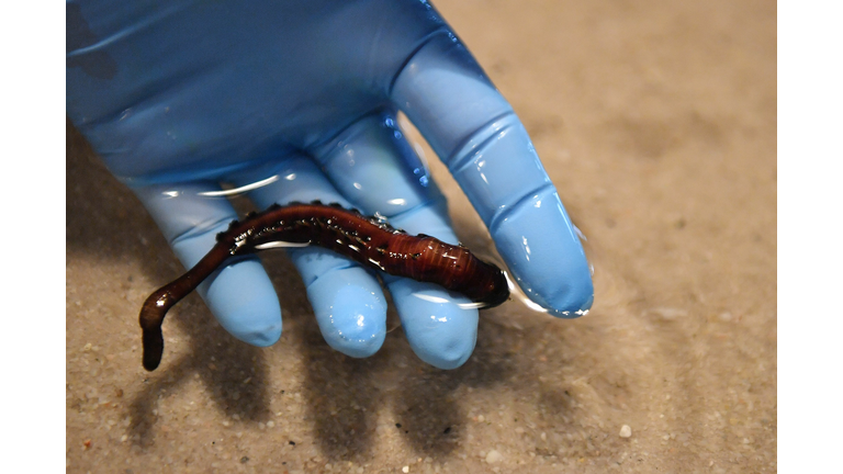 FRANCE-HEALTH-SCIENCE-RESEARCH-ANIMALS-WORMS-MEDECINE-BIOTECHNOL