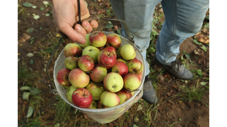 Apple Harvest Underway In Brandenburg