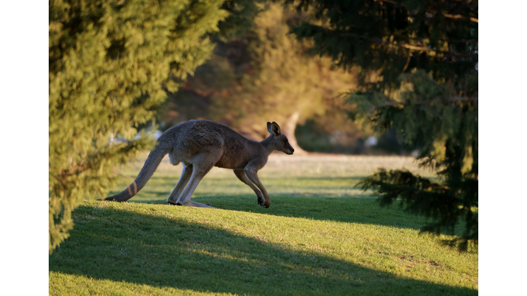 Kangaroo