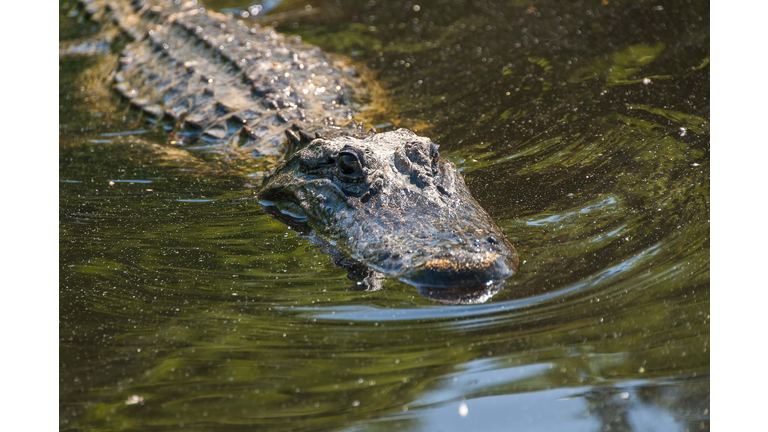 High angle view of crocodile swimming in lake,Pearl River,Louisiana,United States,USA