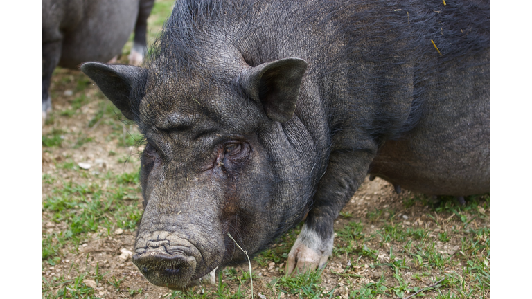 A Portrait Of A Mini Potbellied Pig