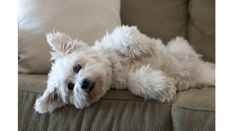 Fluffy white dog laying on lounge