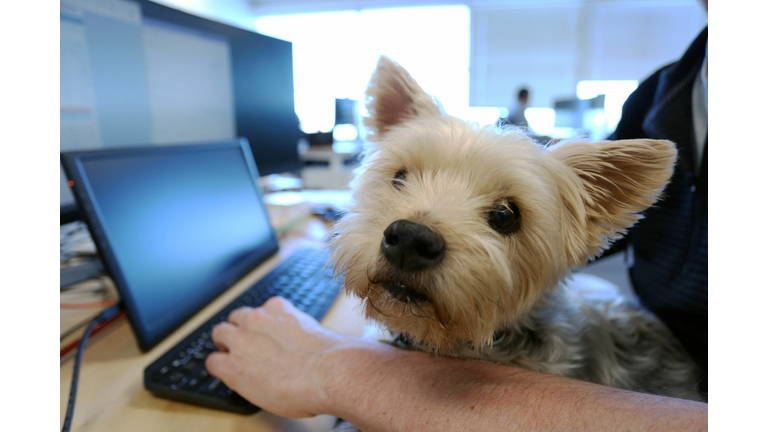 CANADA-ANIMAL-WORK-EMPLOYMENT