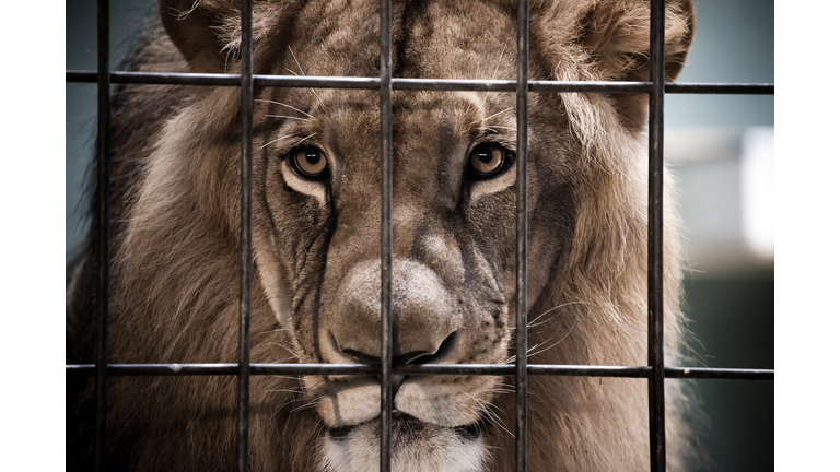 Lion Portrait Behind The Bars