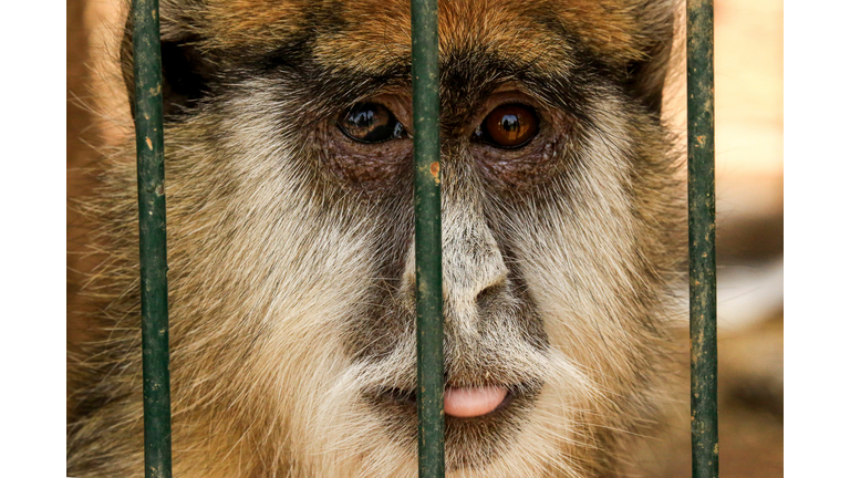 SUDAN-ANIMAL-ZOO-HEALTH-VIRUS