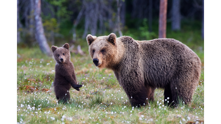 Mother bear and cub