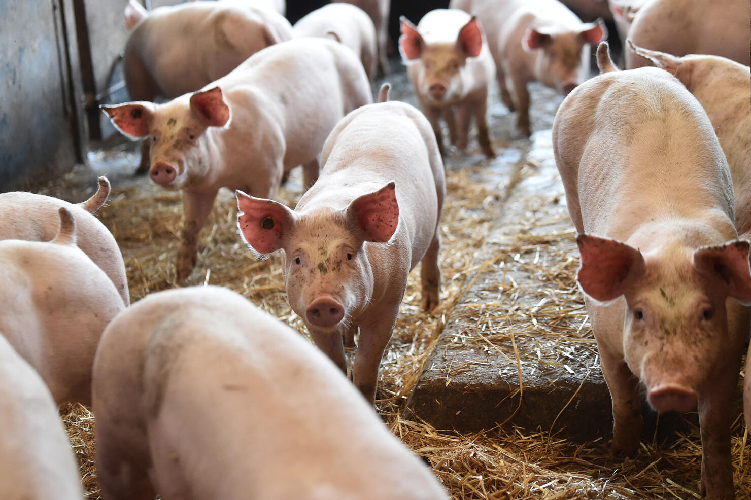 British Pig Farmers Ask Government To Ease Immigration Rules