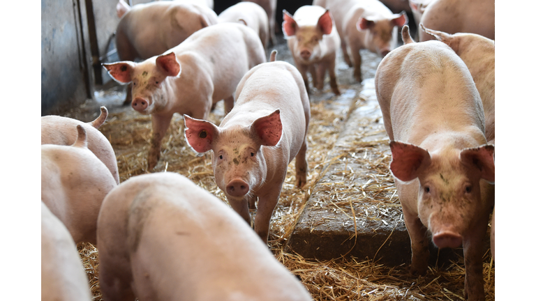 British Pig Farmers Ask Government To Ease Immigration Rules