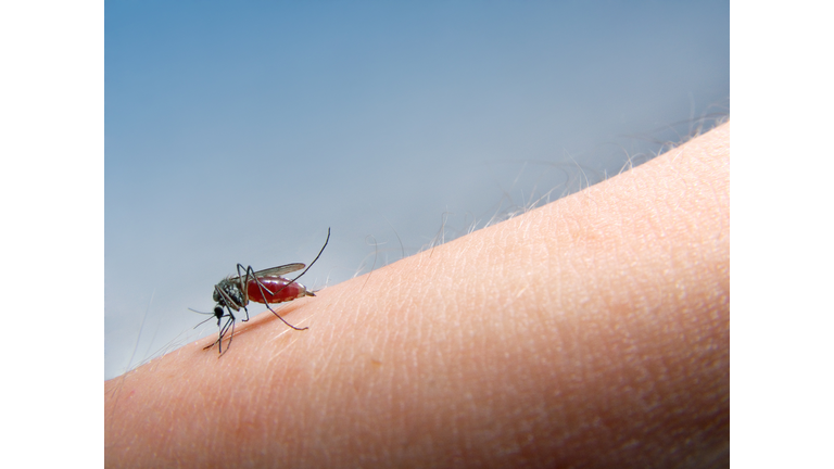 mosquito sucking blood