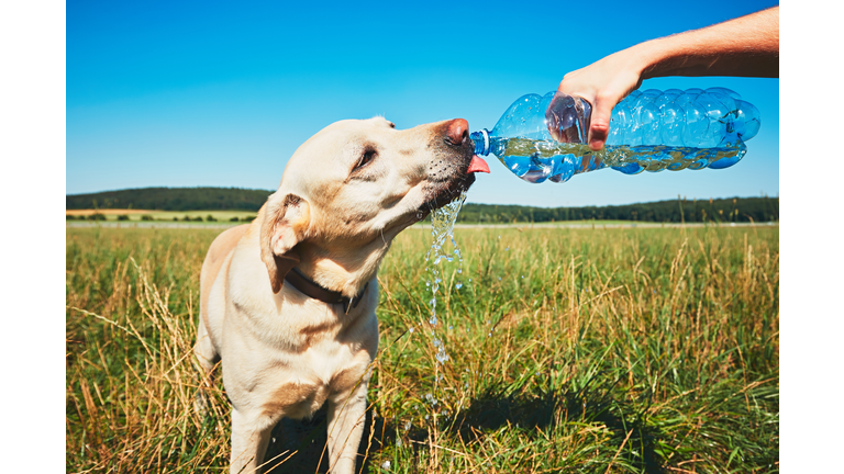 Thirsty dog