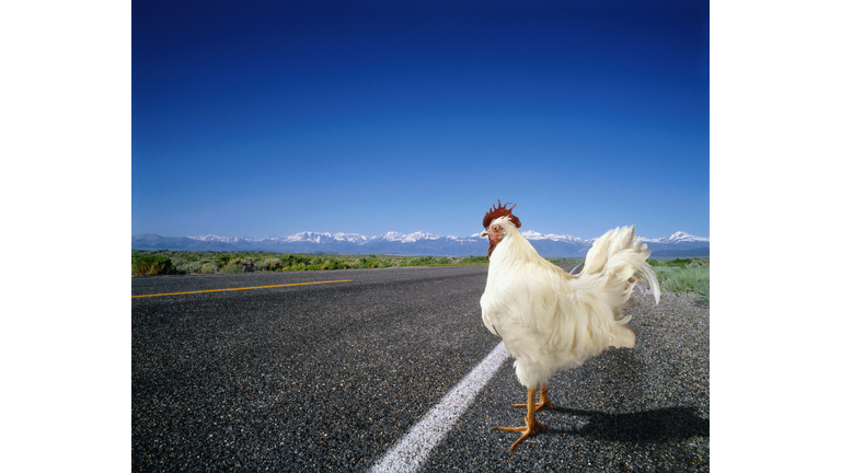 Chicken Crossing the Road