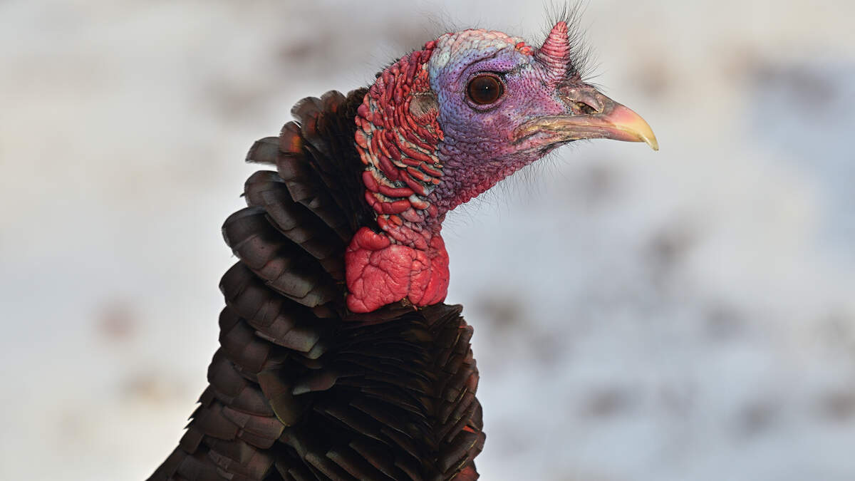 WATCH: Massachusetts Couple Attacked By Wild Turkey In Their Own Yard ...