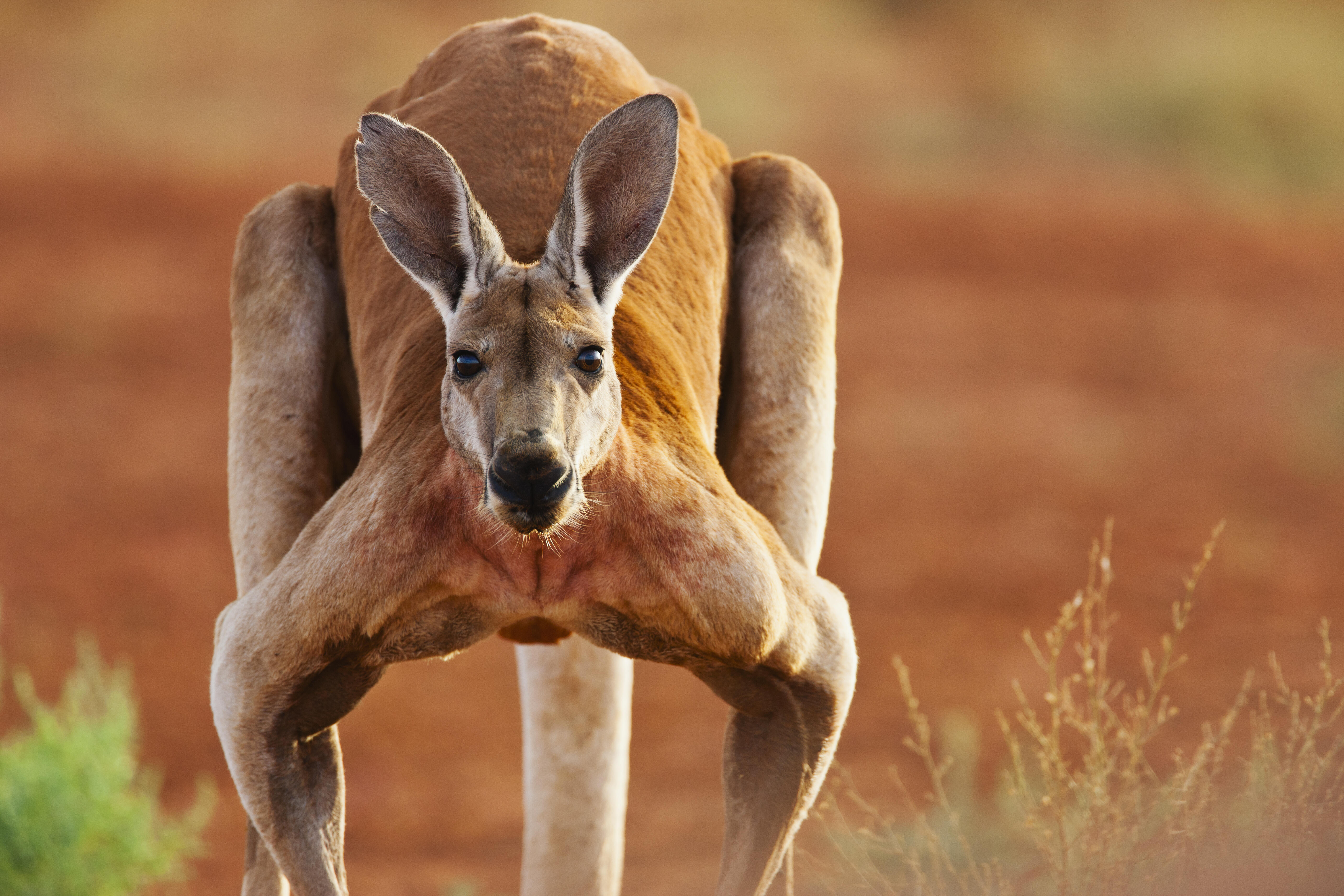 Звук издают кенгуру. Гигантский рыжий кенгуру (Red-Grey Kangaroo). Кенгуру в Австралии.