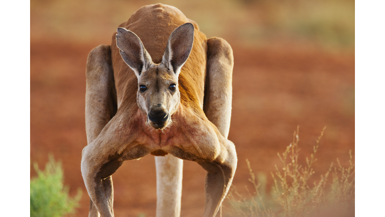 A dominant male red kangaroo hops slowly, close-up. portrait