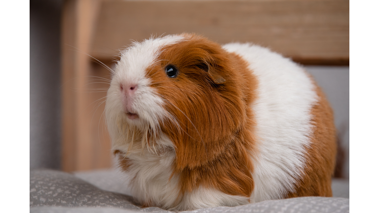 Guinea pig