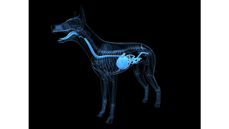 Dog digestive system, artwork