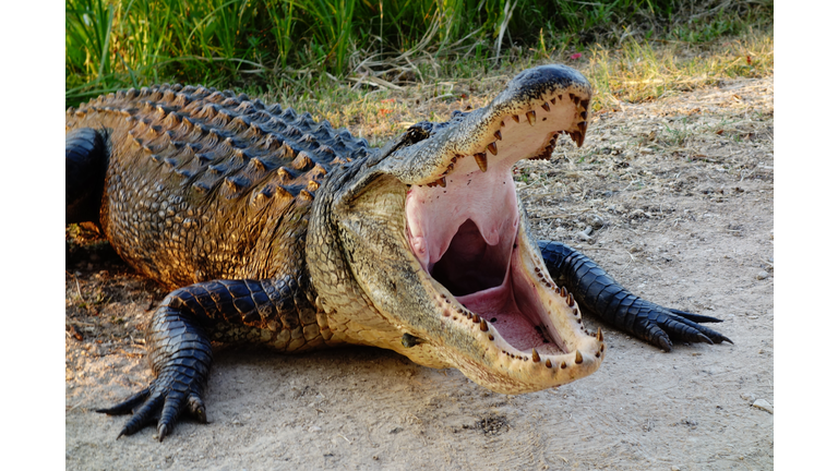 Alligator