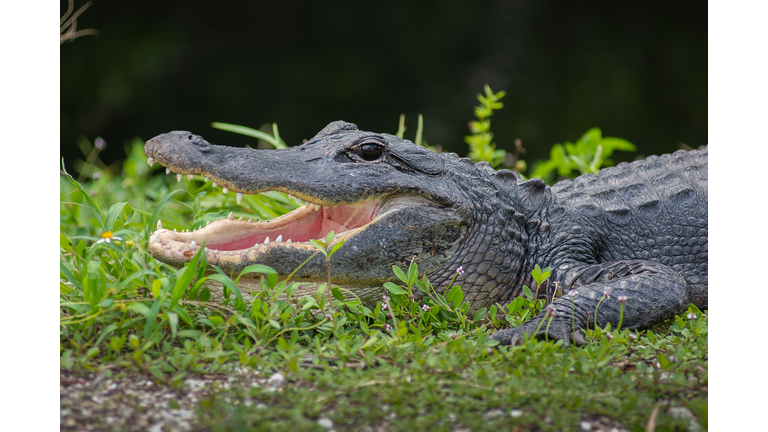 Florida Alligator in Everglades National Park Big Cypress