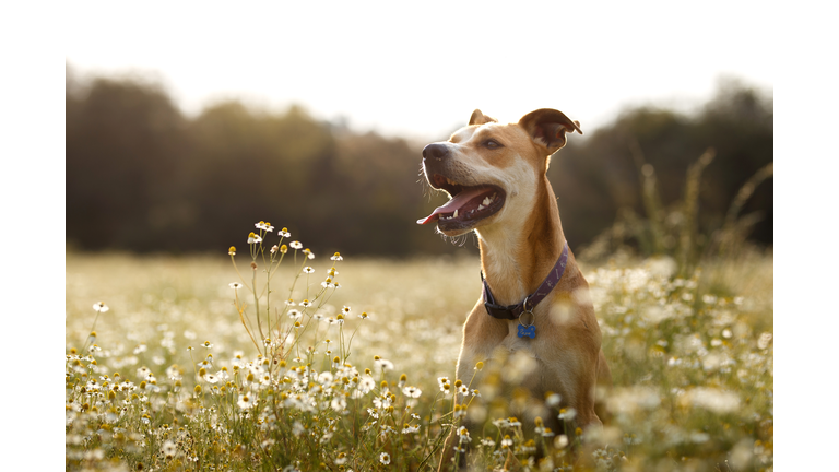 Happy dog in the fields