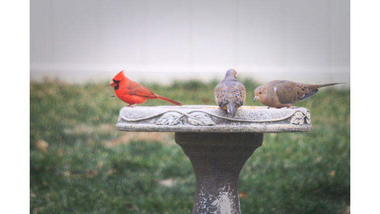 Cardinal and Doves at the Birdbath