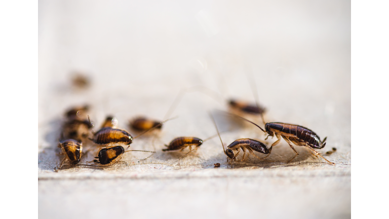 Many little cockroaches in one place