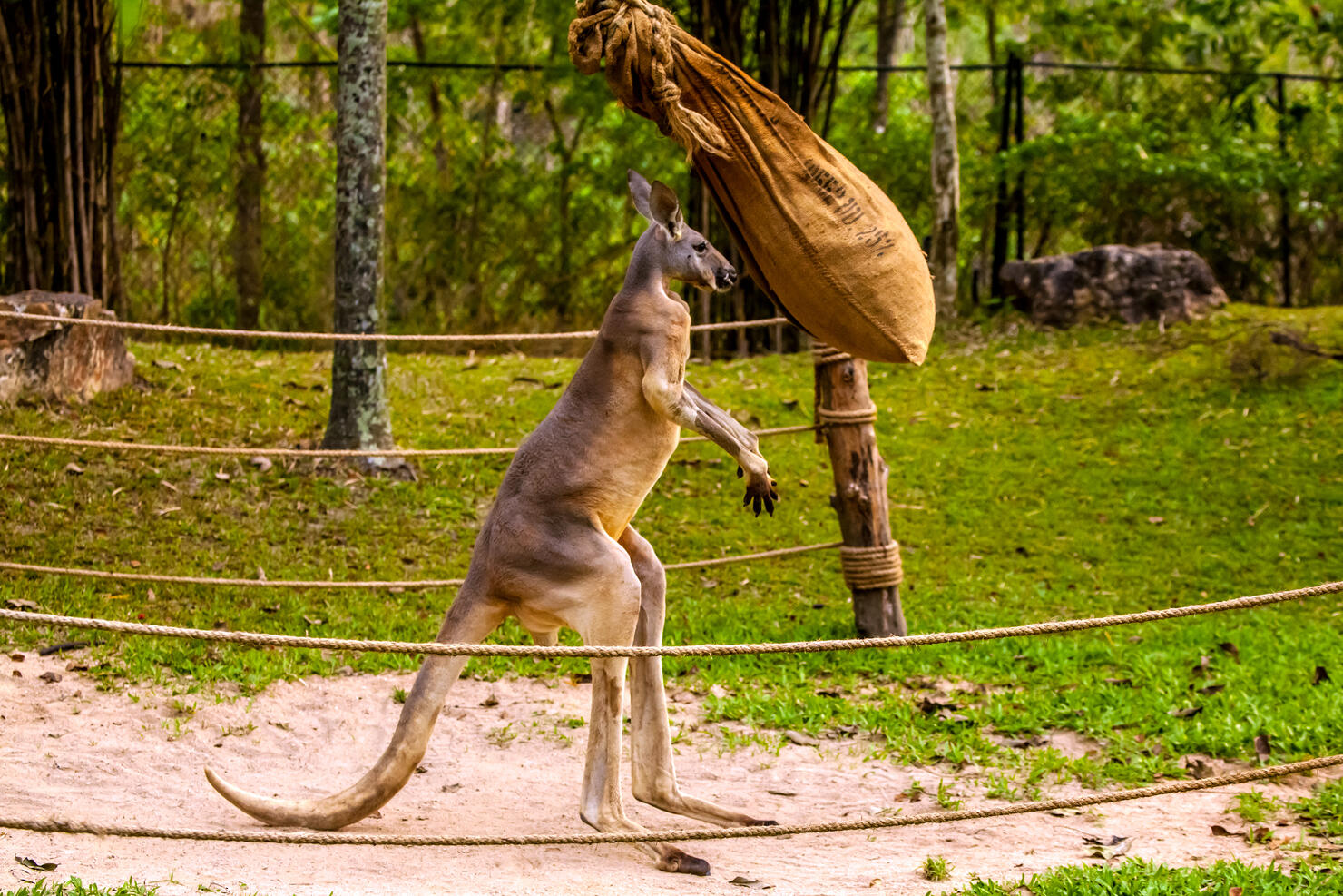Kangaroo boxing.