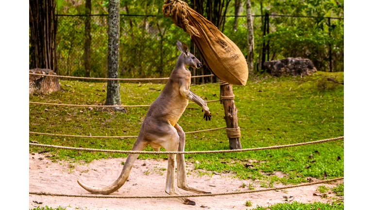 Kangaroo boxing.