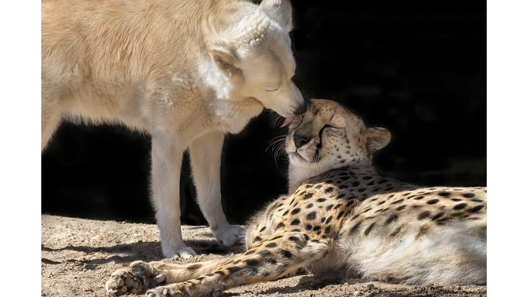 Cheetah and a golden retriever dog are unlikely best friends. Closeup of dog licking and cuddling the head of the cheetah